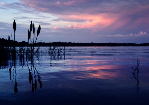 pinks of a florida summer sunset reflect off the clouds above the lake and duck potato water plants.