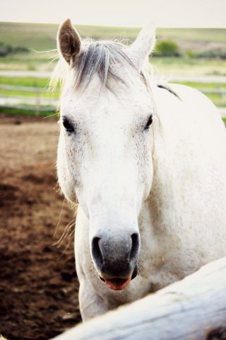 White horse