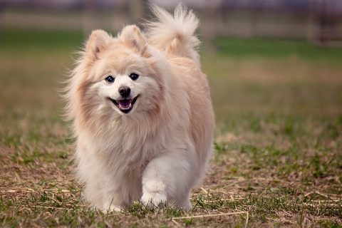 Pomeranian walking in grass