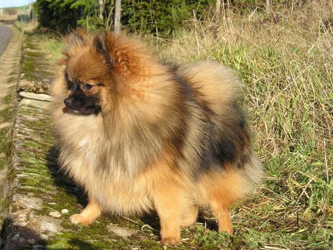 Pomeranian watching the road